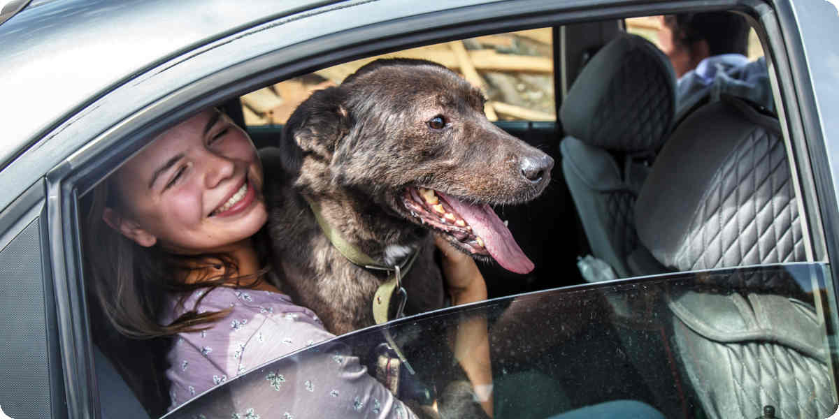 Hund sitzt auf dem Schoß einer Person auf dem Rücksitz eines Autos.