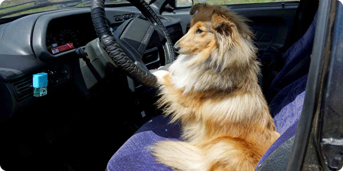 Hund mit langen Haaren sitzt am Steuer vom Auto.