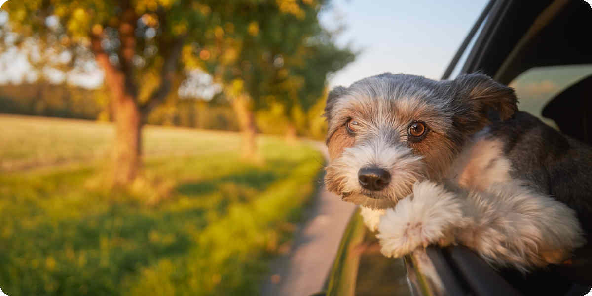 Ein Hund sitzt auf dem Rücksitz und streckt seinen Kopf während der Fahrt aus dem Fenster.