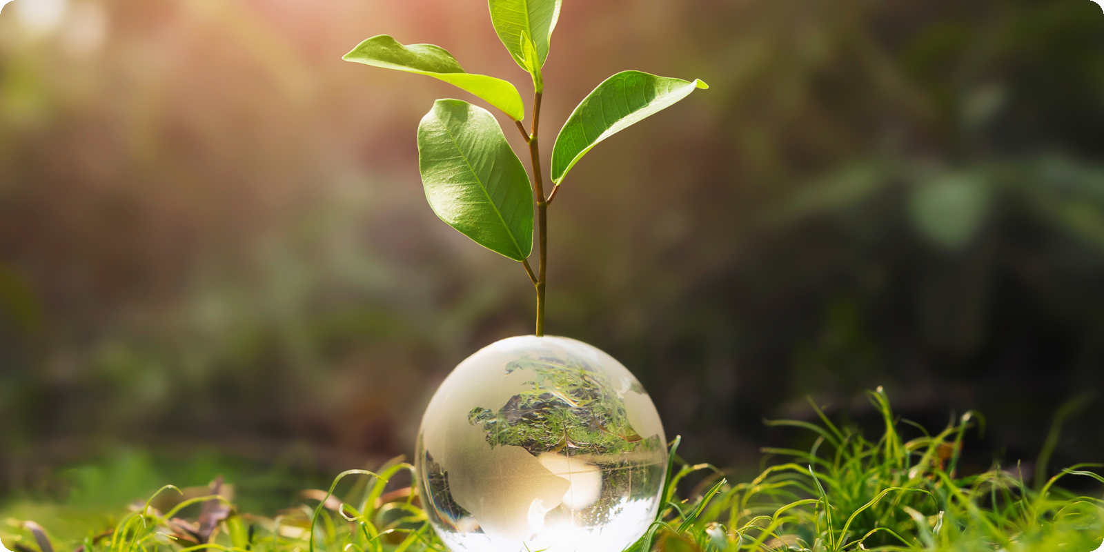 Illustration einer grünen Pflanze die auf einem gläsernen Globus wächst.